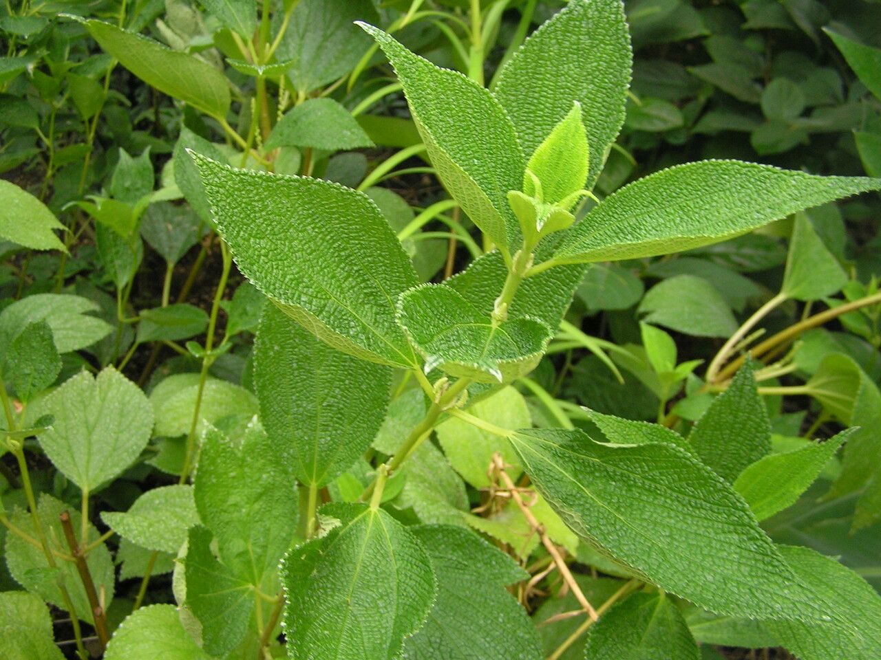 Boehmeria biloba