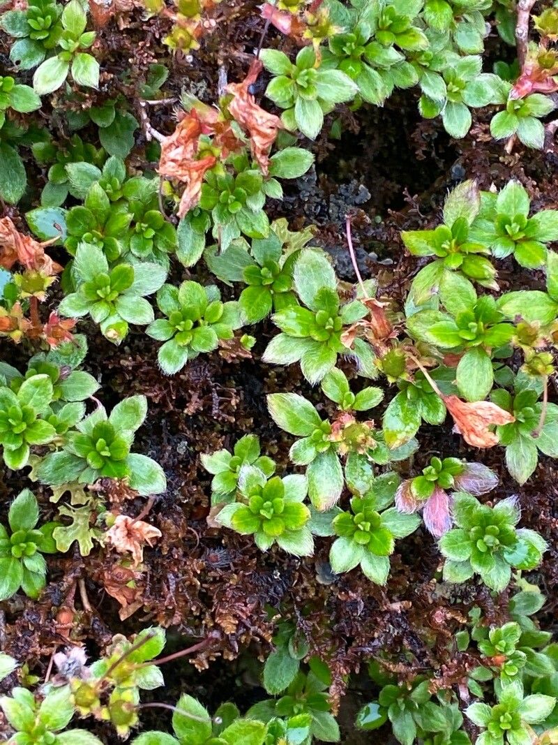 Geranium sibbaldioides leaf