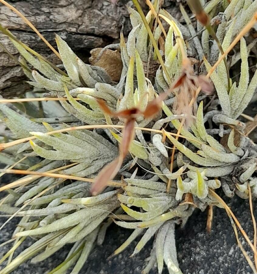Tillandsia kuehhasii leaf