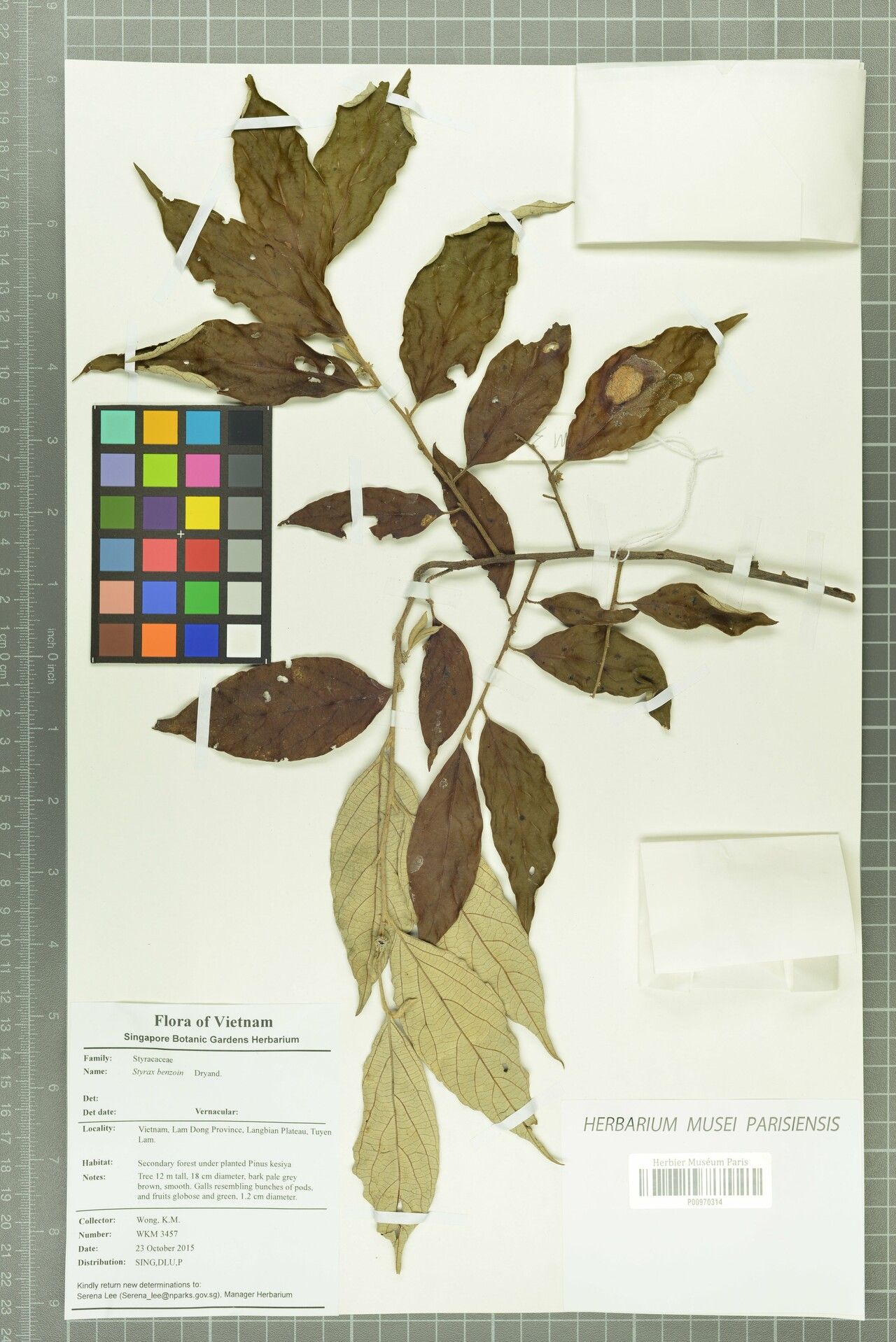 Styrax benzoin other