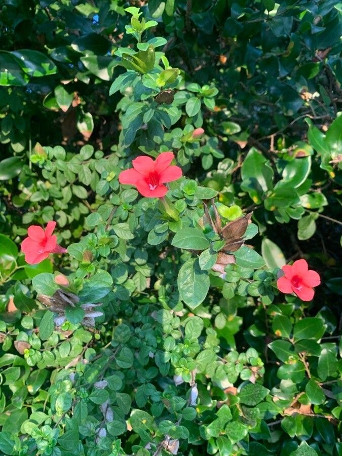 Barleria repens flower