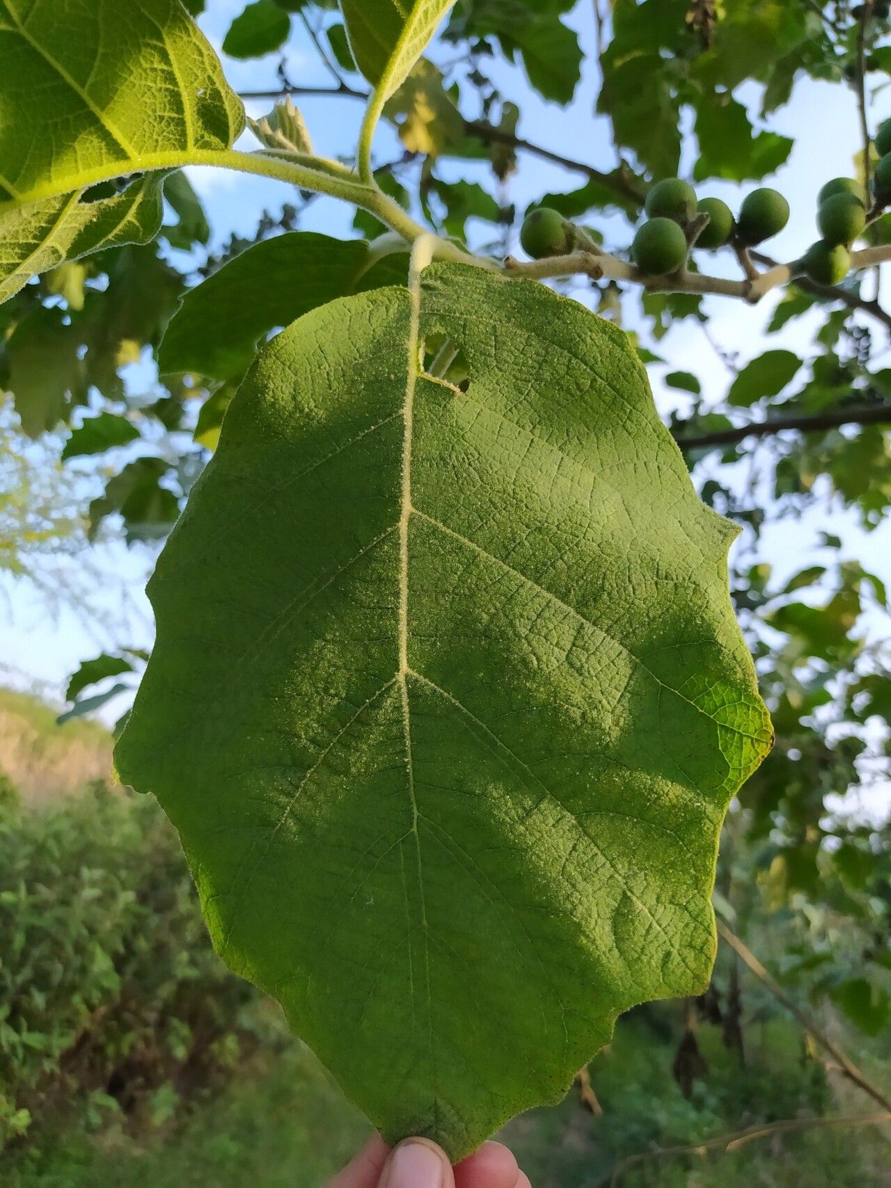 Solanum mitlense — houseplant care guide
