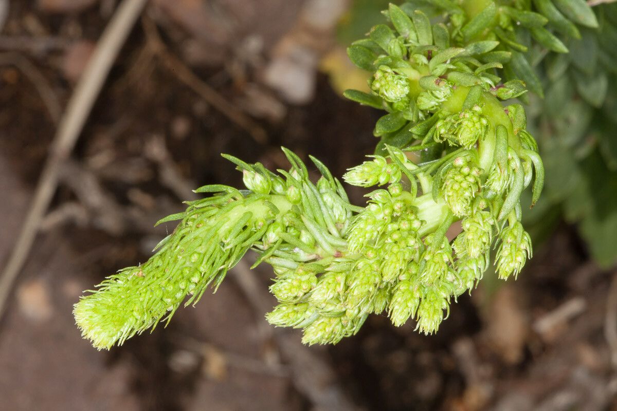 Umbilicus horizontalis flower