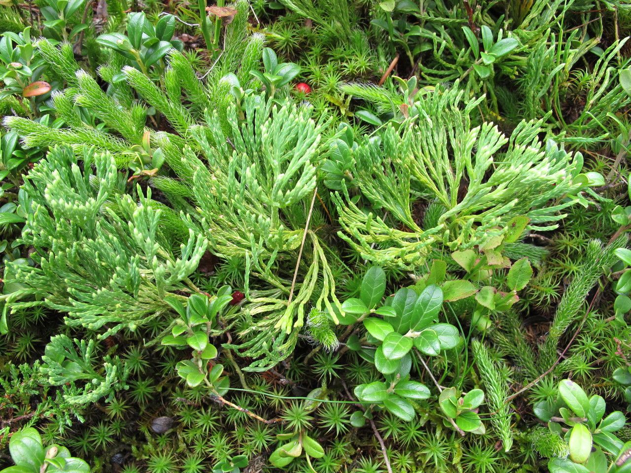 Lycopodium × zeilleri habit