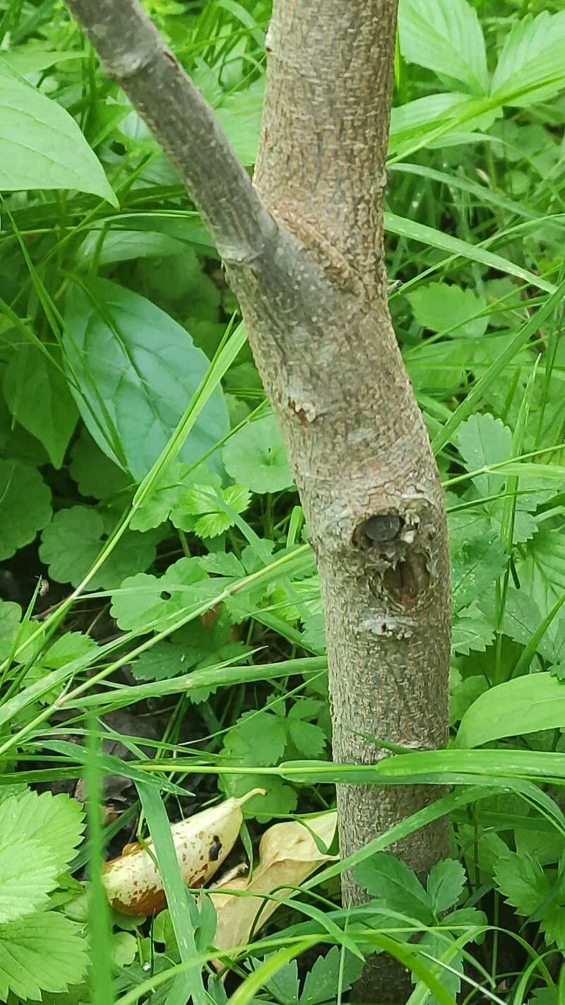 Aphananthe aspera bark