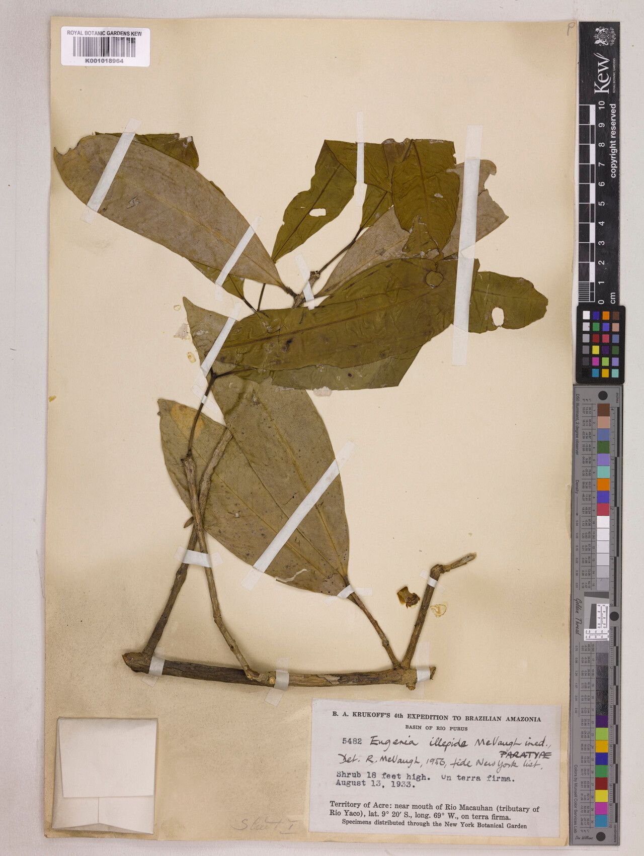 Eugenia illepida — houseplant care guide