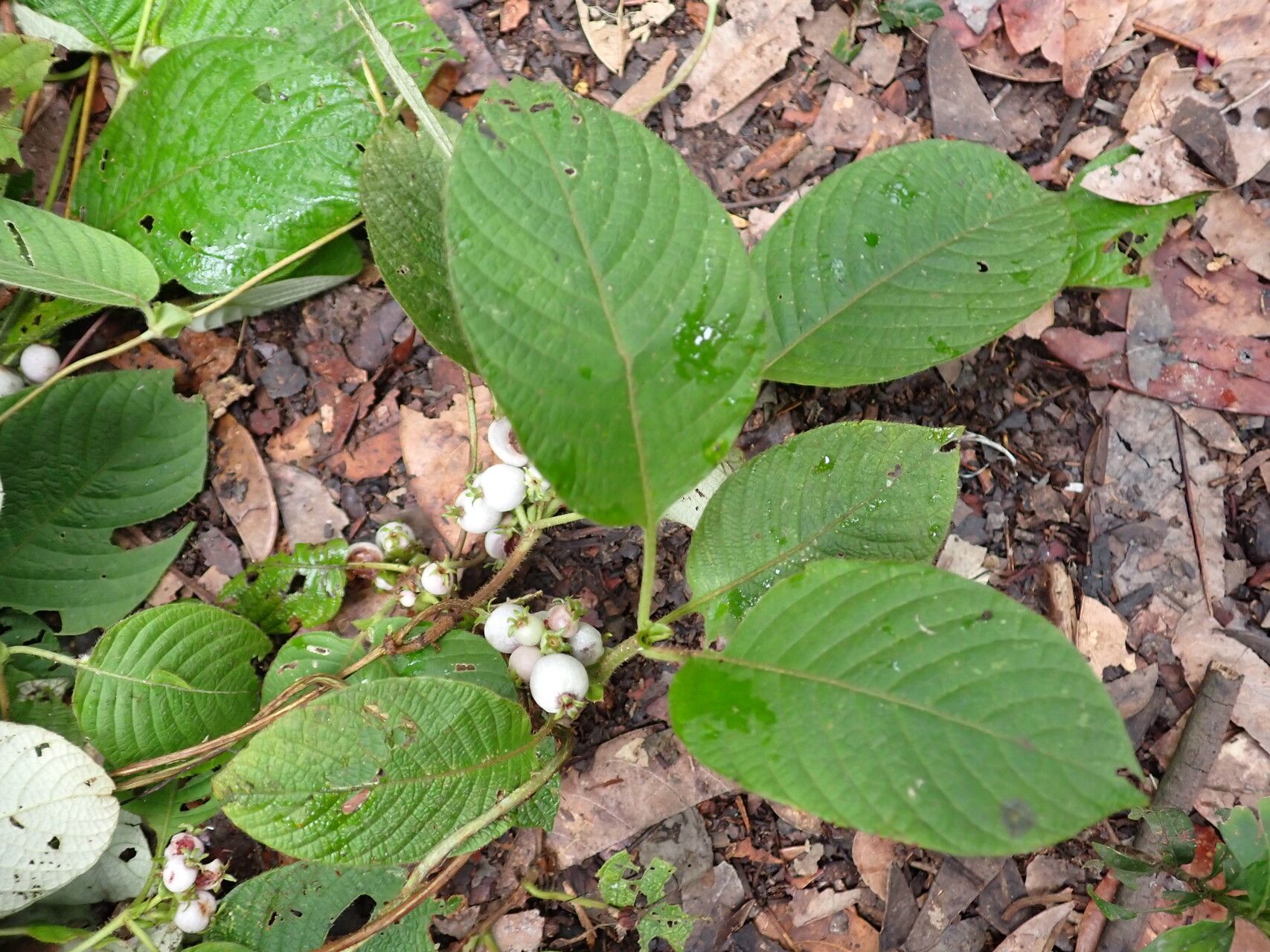 Sabicea gracilis — houseplant care guide