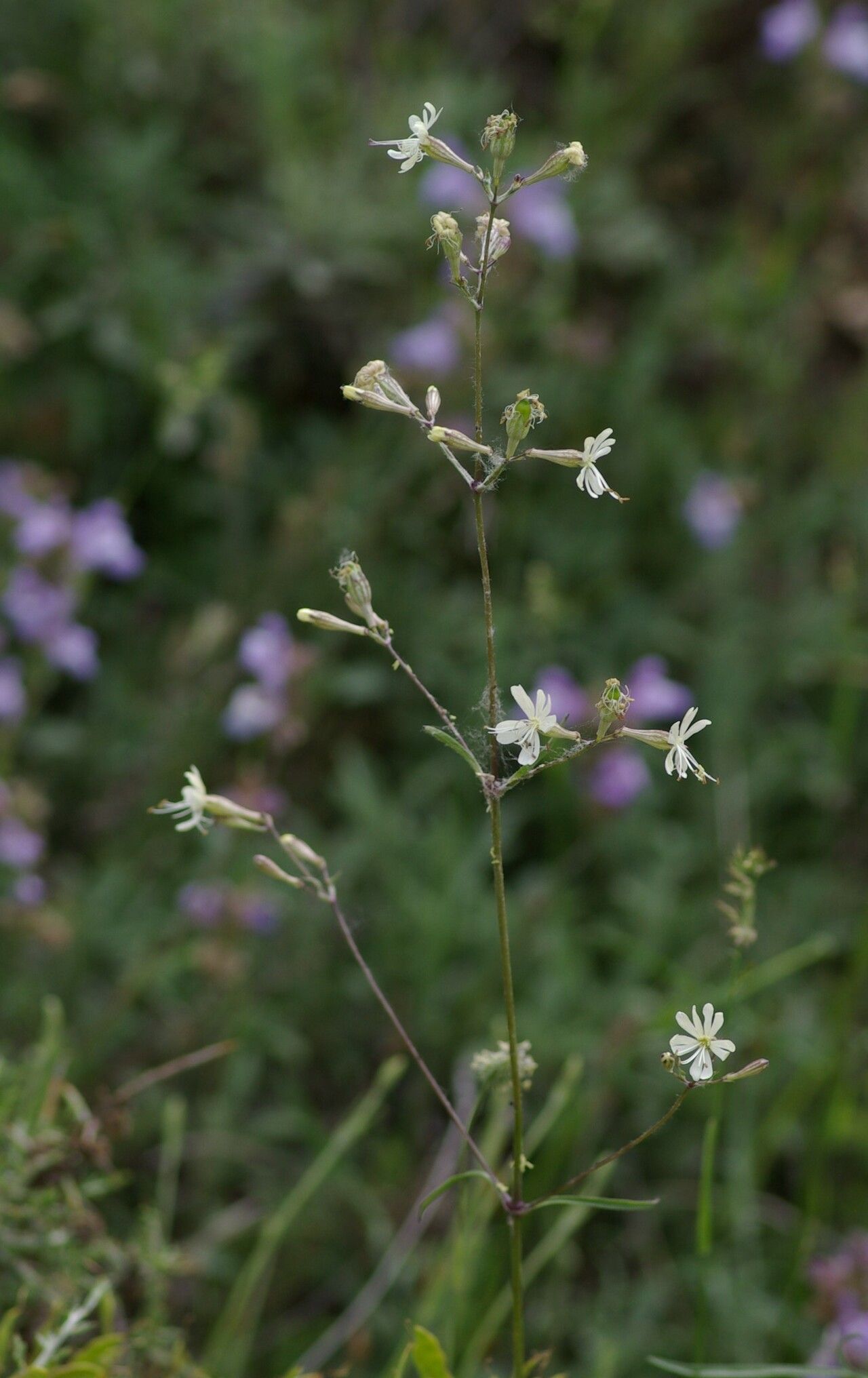 Silene mellifera flower