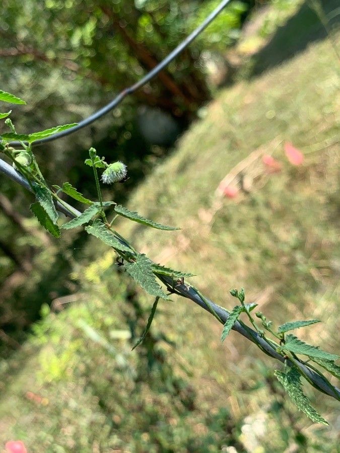 Tragia ramosa fruit
