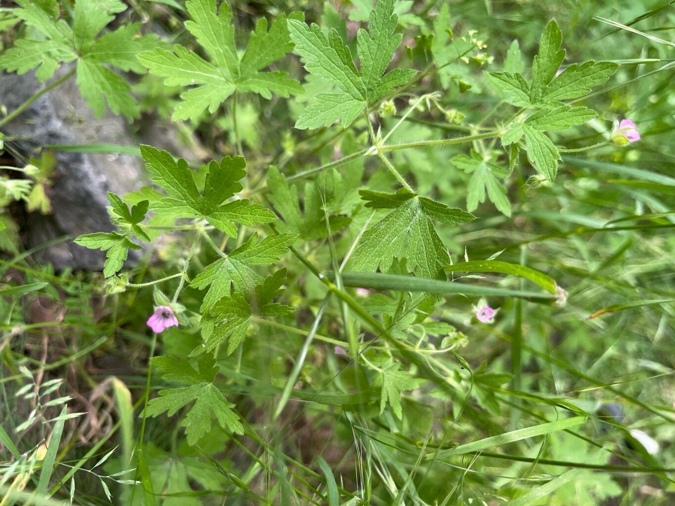 Geranium divaricatum flower