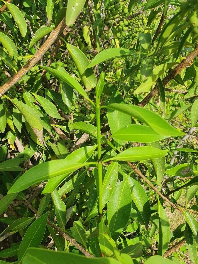 Coptosperma graveolens leaf