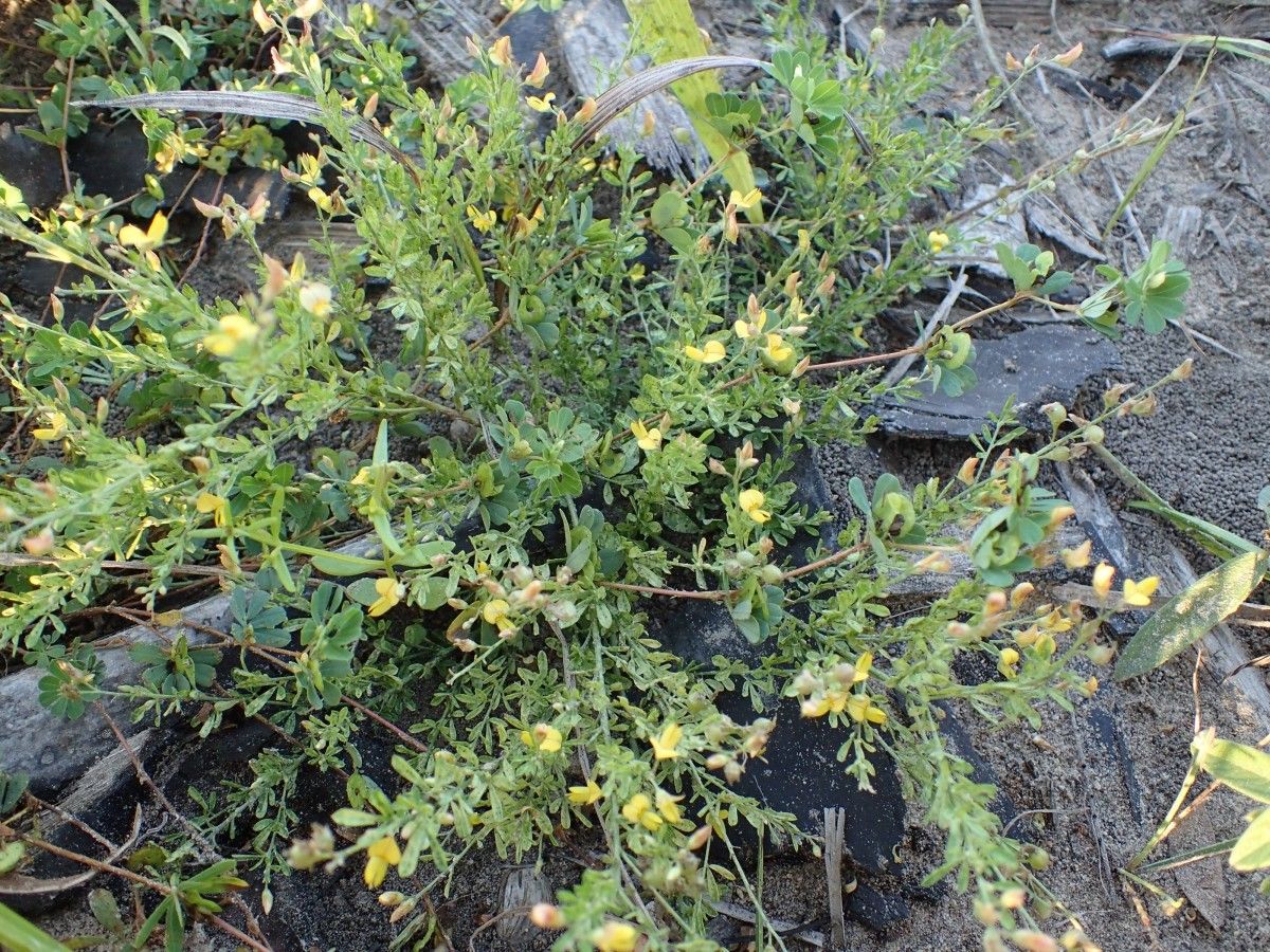 Crotalaria hyssopifolia habit