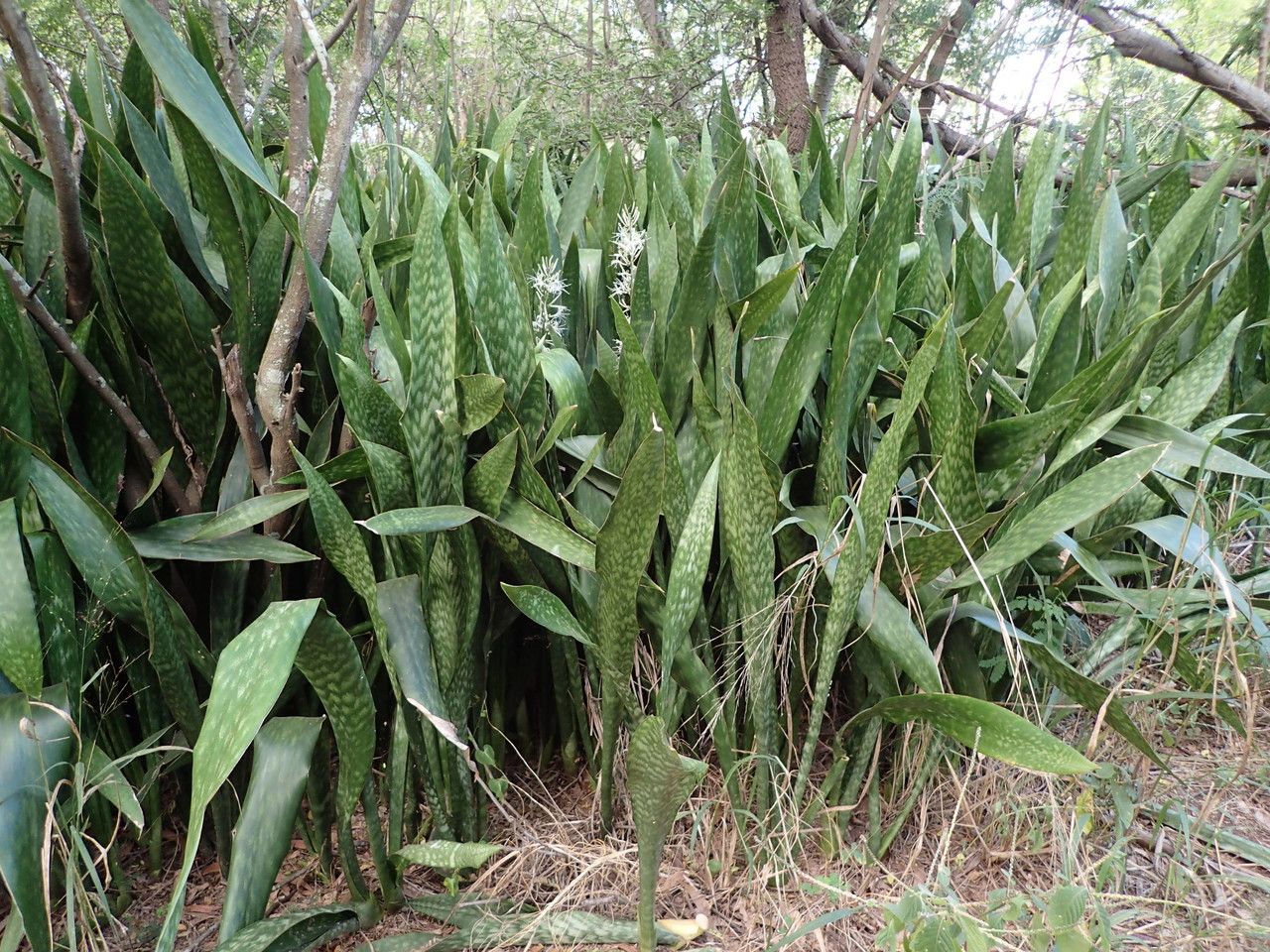 Dracaena zebra habit