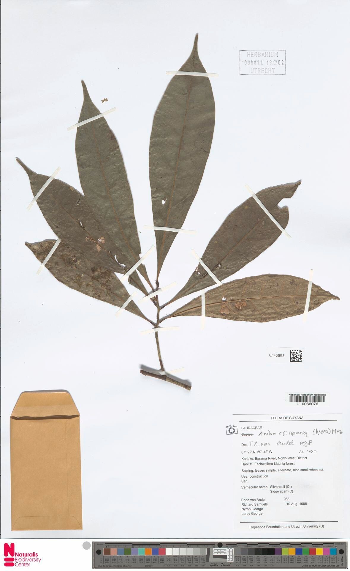 Aniba riparia leaf