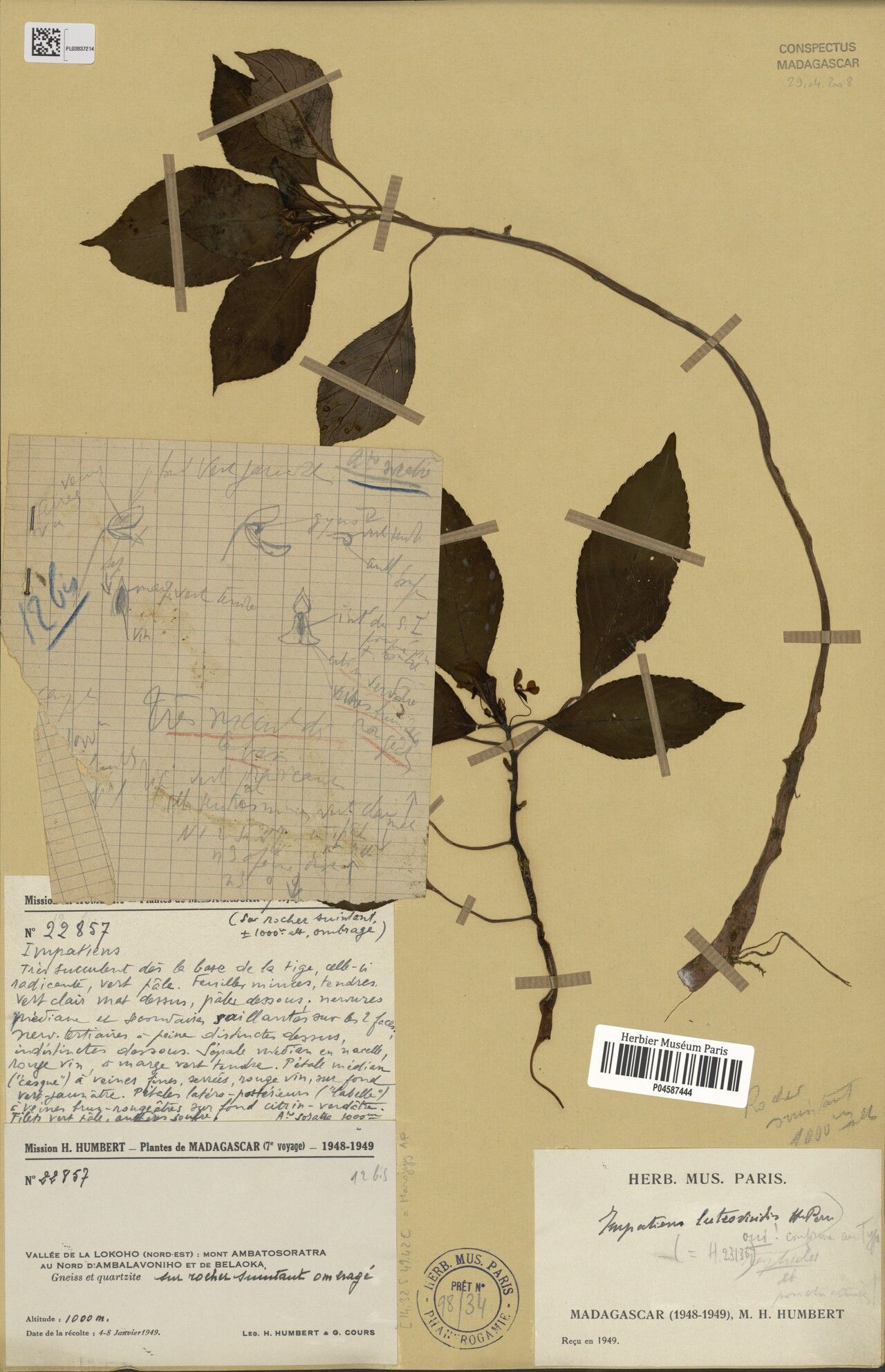 Impatiens luteoviridis — houseplant care guide