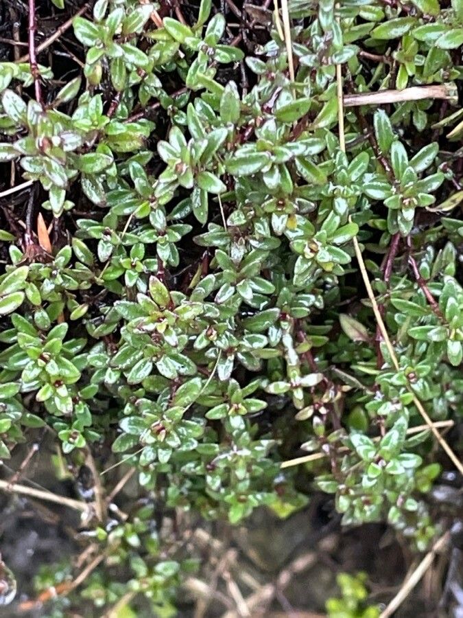 Thymus herba-barona leaf