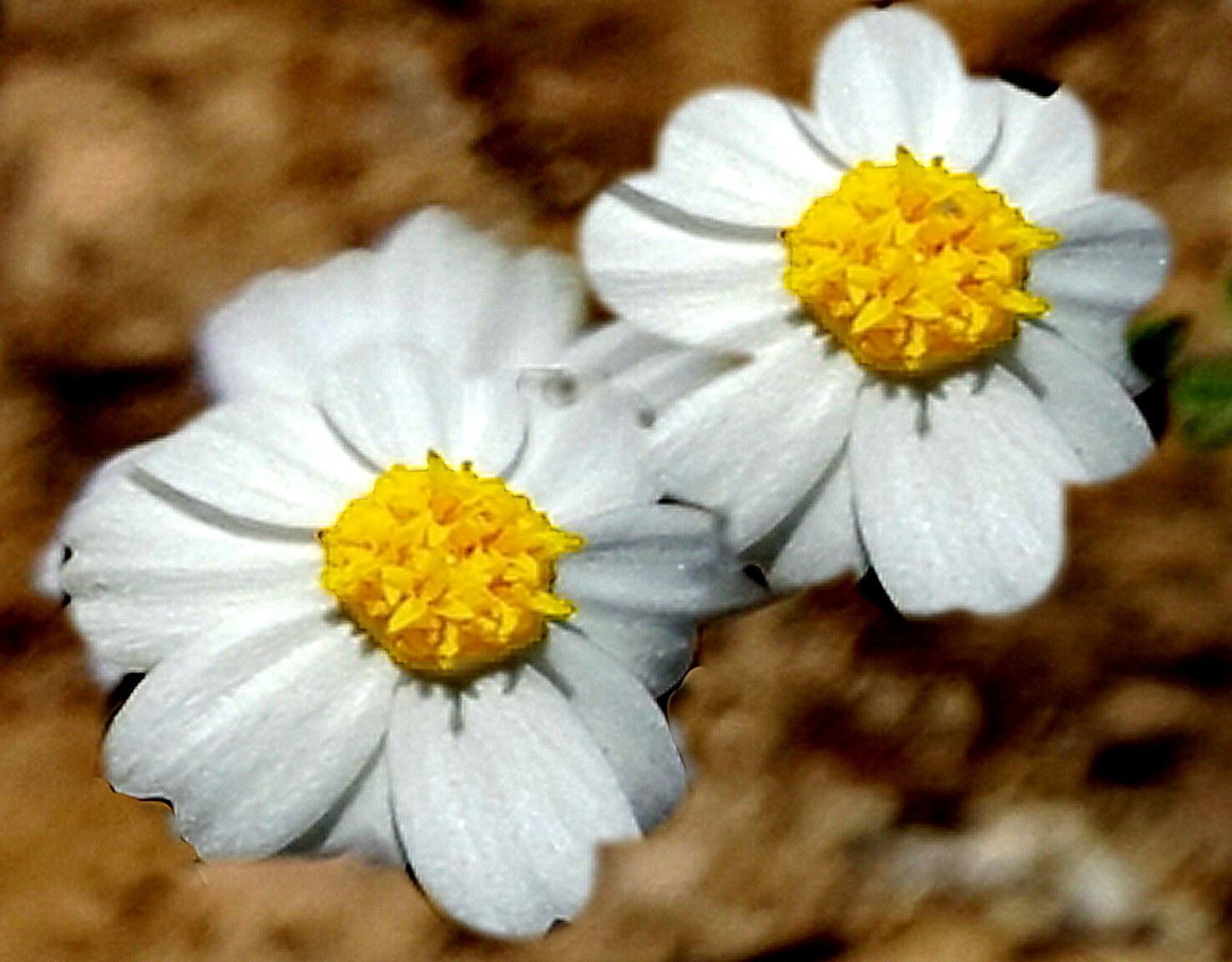 Eriophyllum lanosum — houseplant care guide