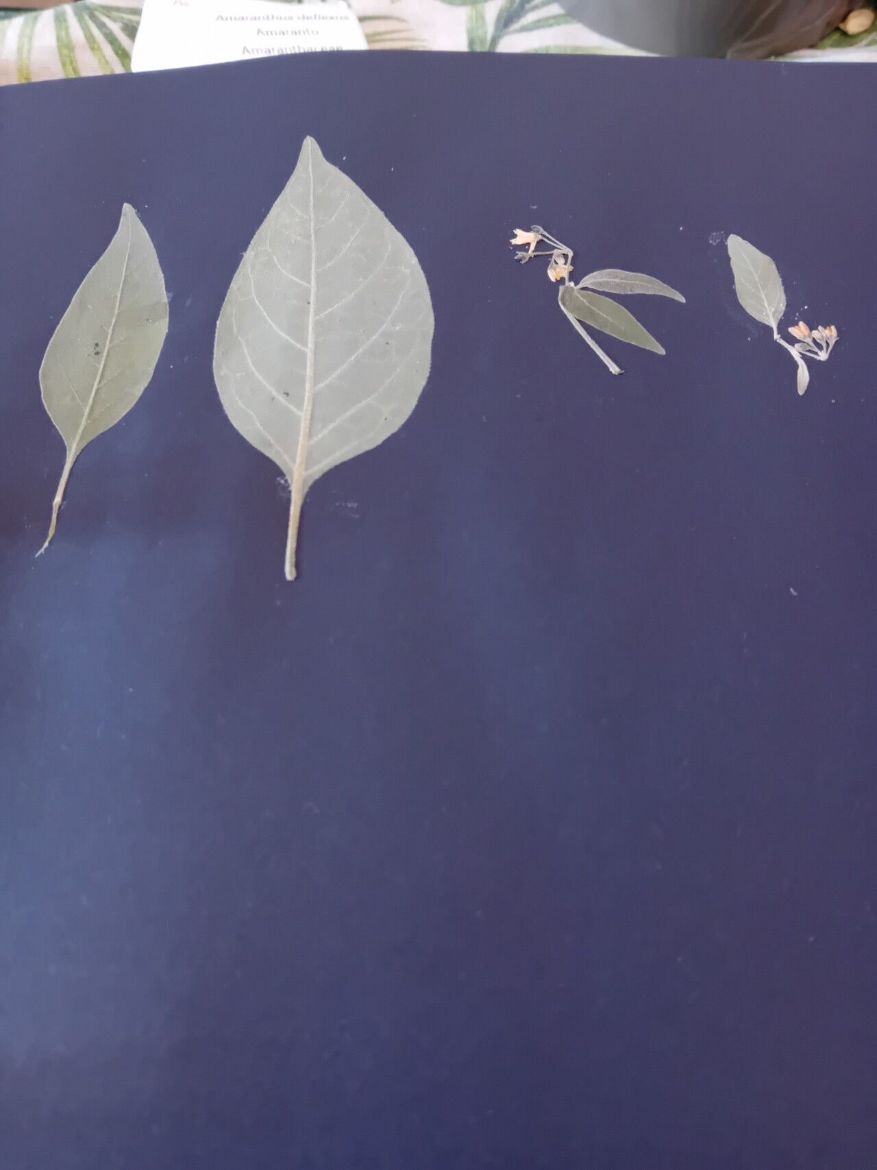 Solanum lidii — houseplant care guide