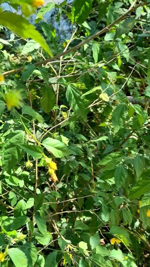 Pavonia sepium — search result for 'Pavonia'