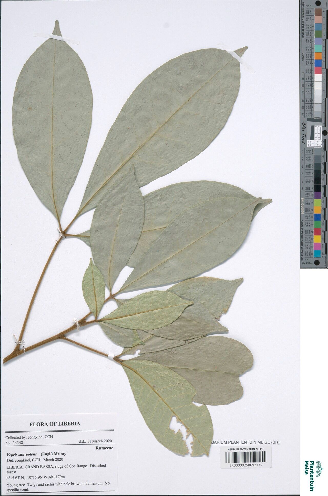 Vepris suaveolens — search result for 'Vepris'