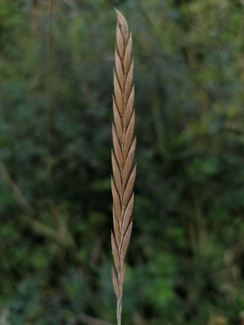 Elytrigia repens fruit