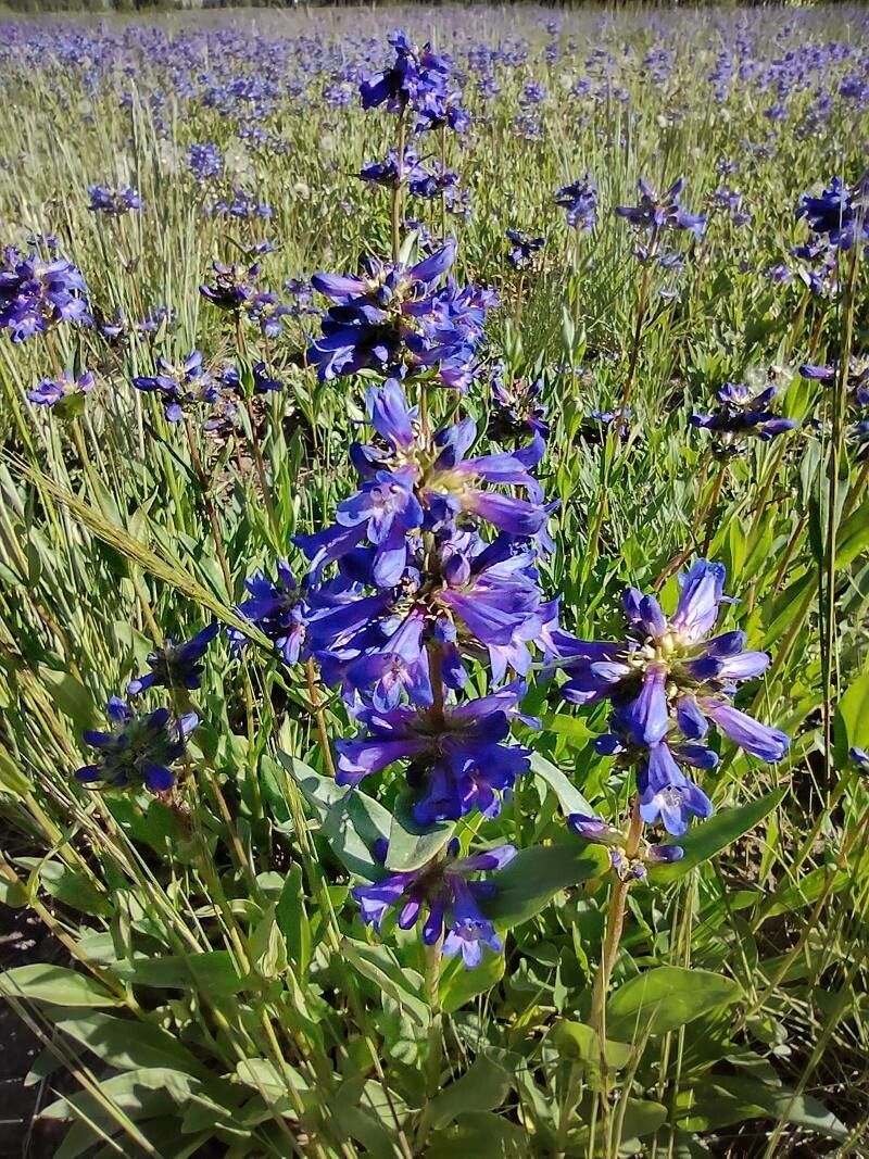 Penstemon procerus flower