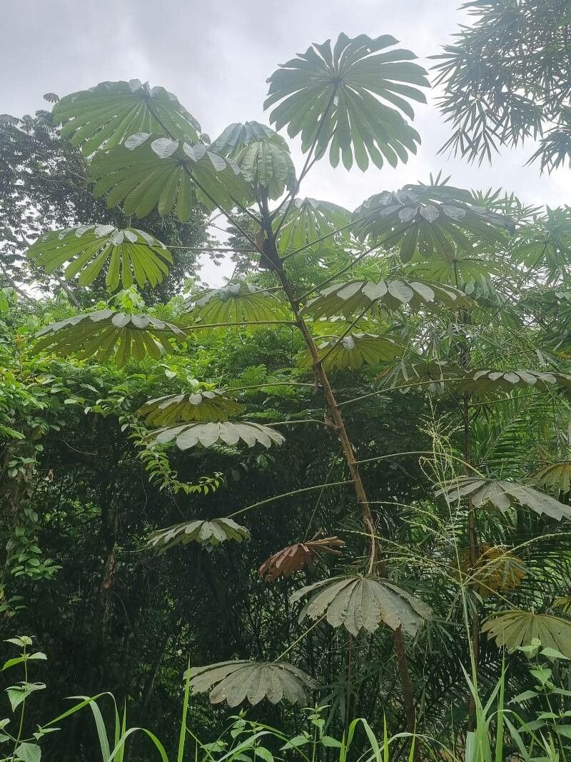 Musanga cecropioides leaf