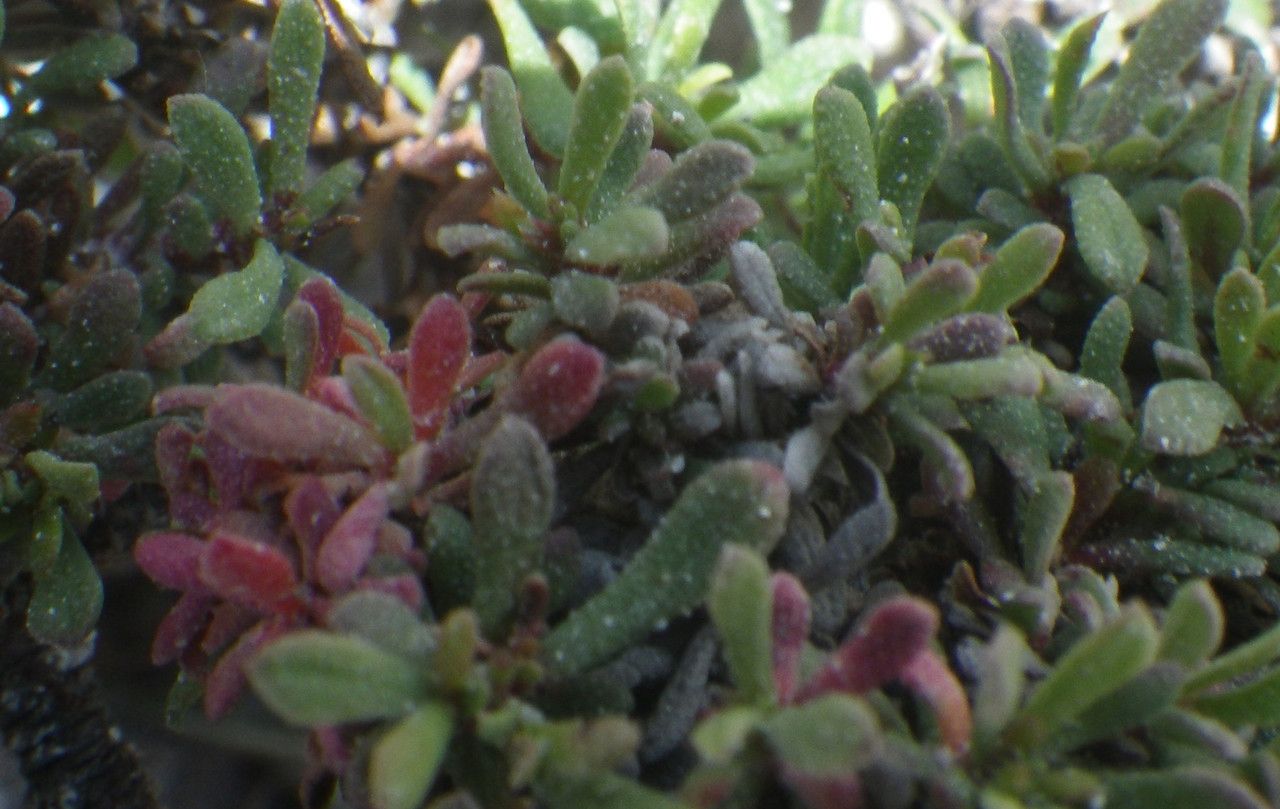 Limonium obtusifolium leaf