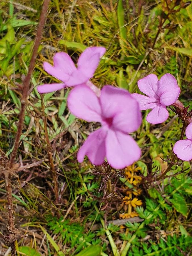 Cycnium volkensii flower