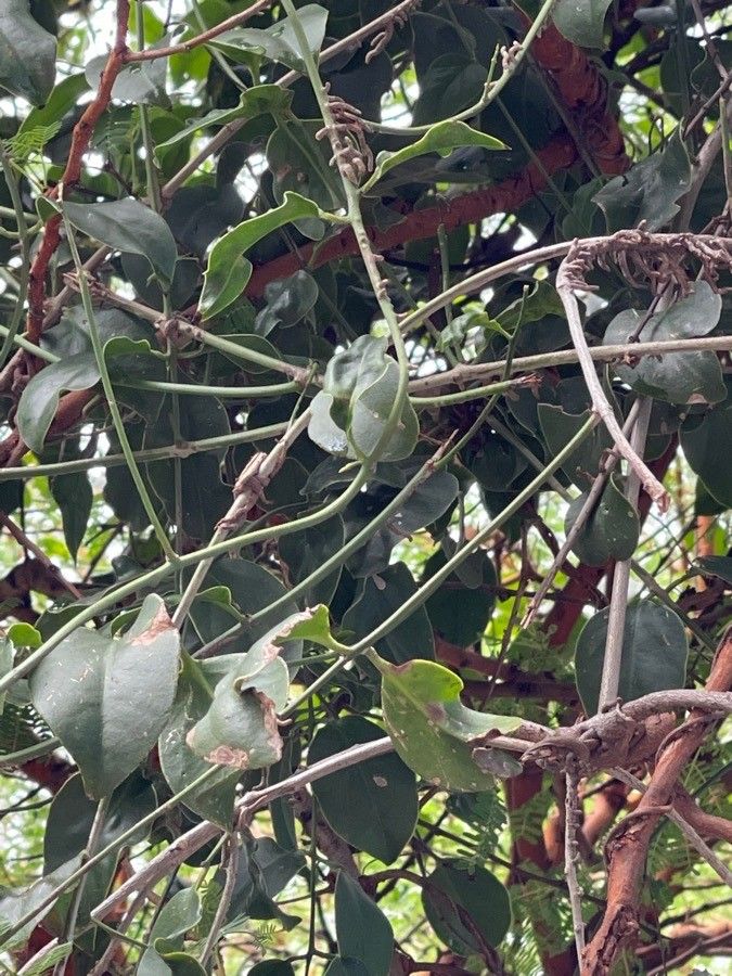 Oxera oreophila habit