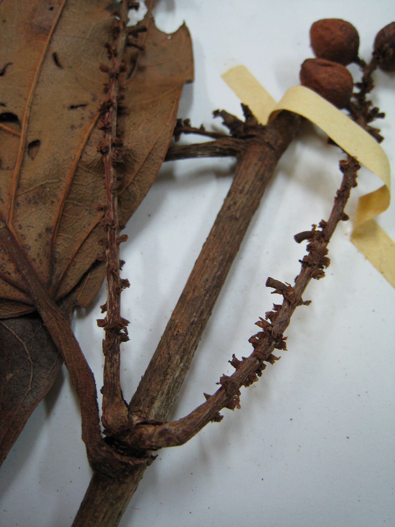 Coccoloba ascendens other