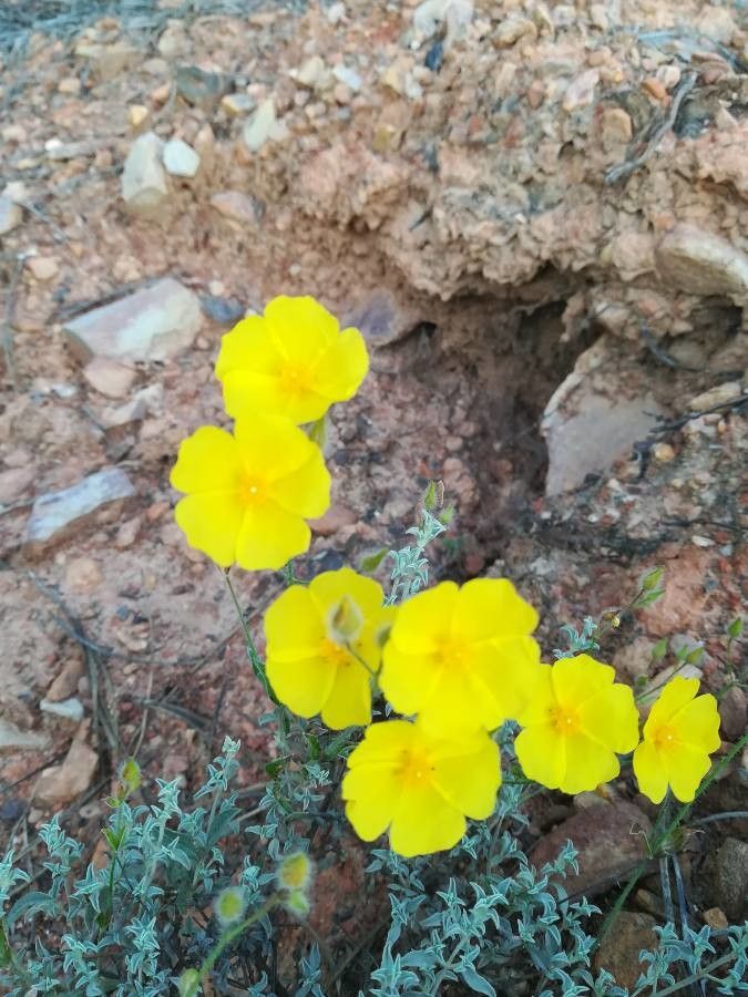 Halimium ocymoides flower