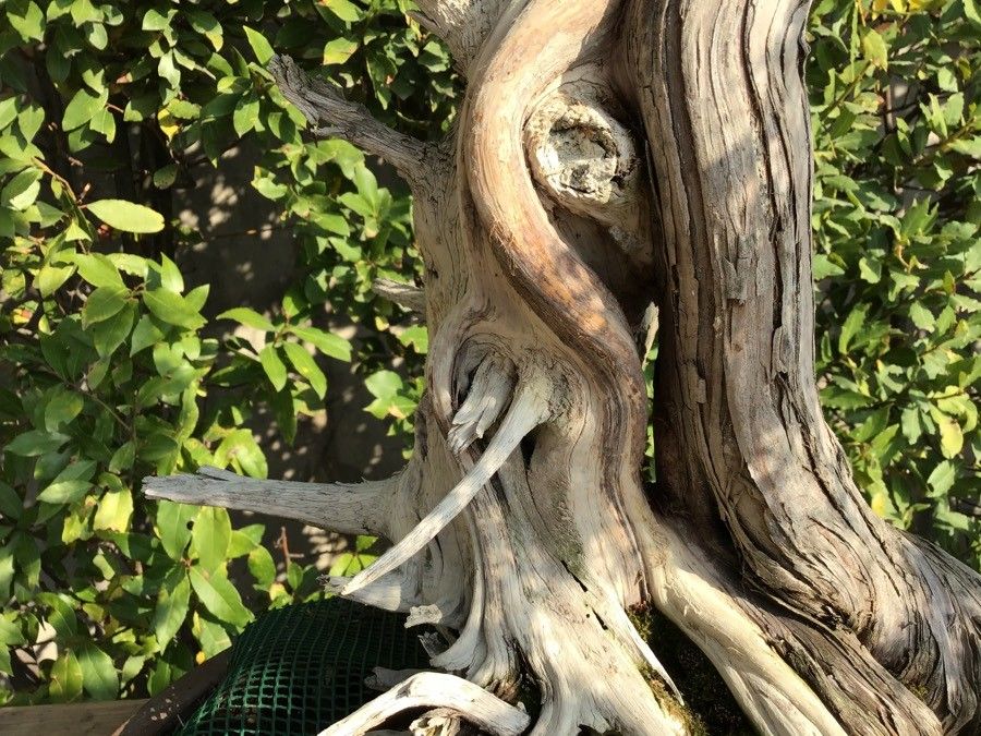 Juniperus rigida bark