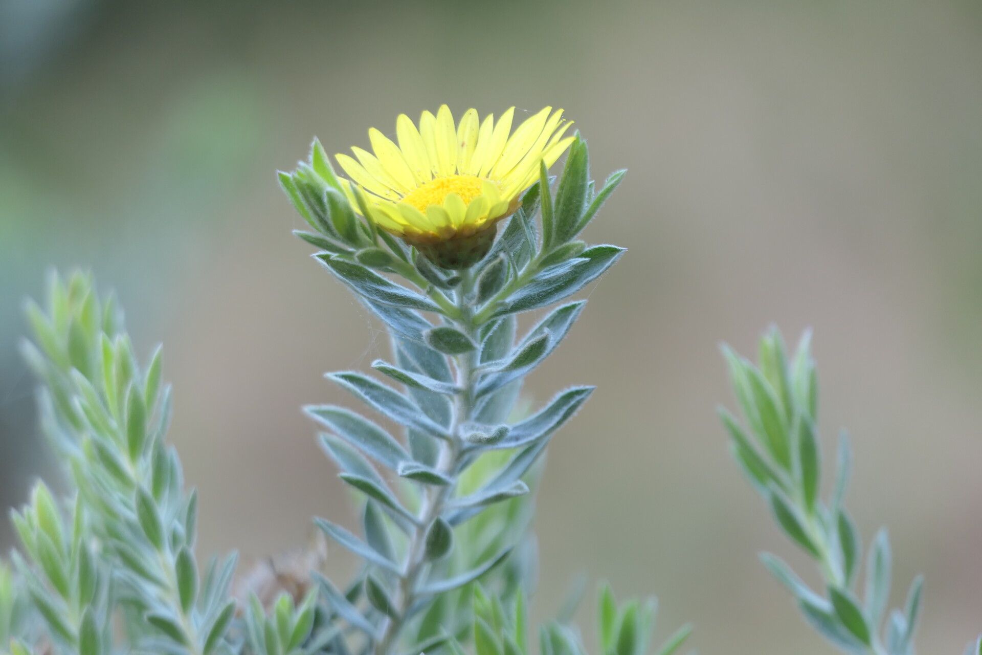 Relhania calycina flower