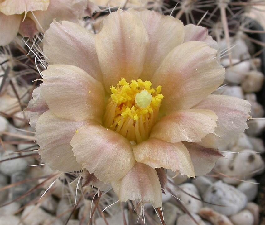 Pterocactus australis flower