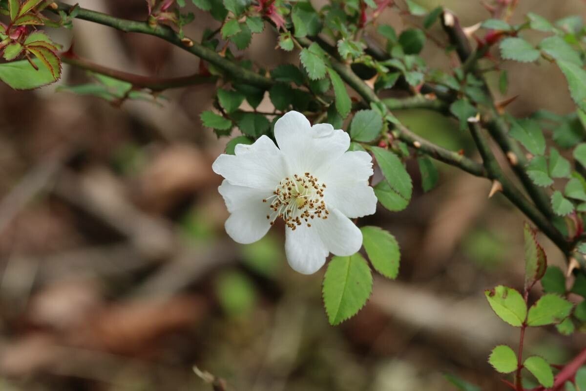 Rosa fujisanensis — houseplant care guide