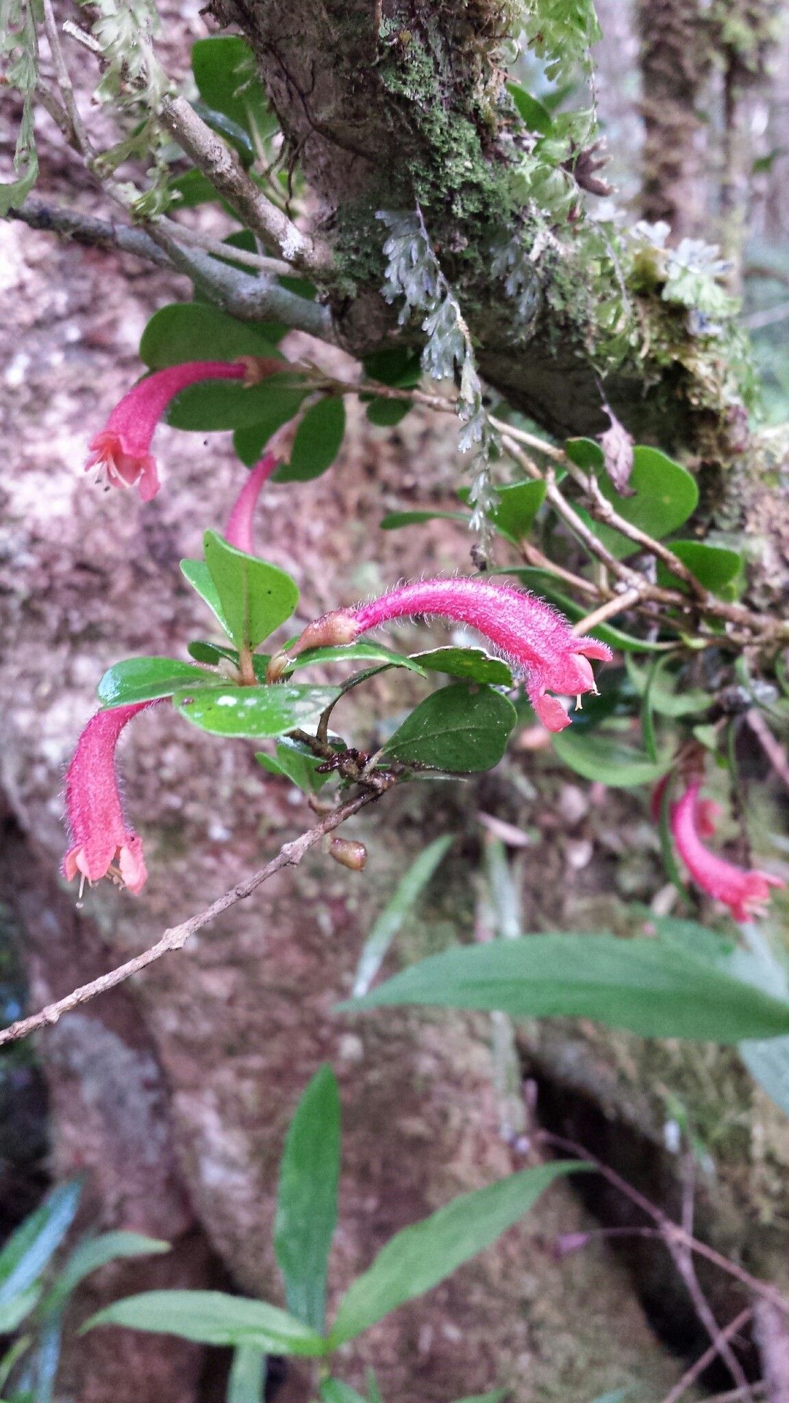 Vitex trichantha flower