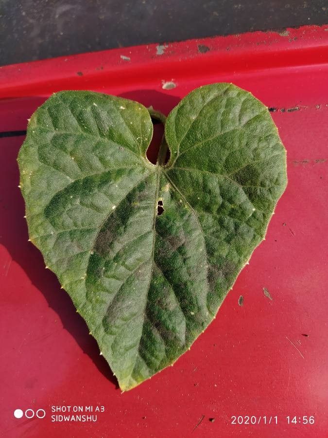 Trichosanthes dioica — search result for 'Cucurbitaceae'