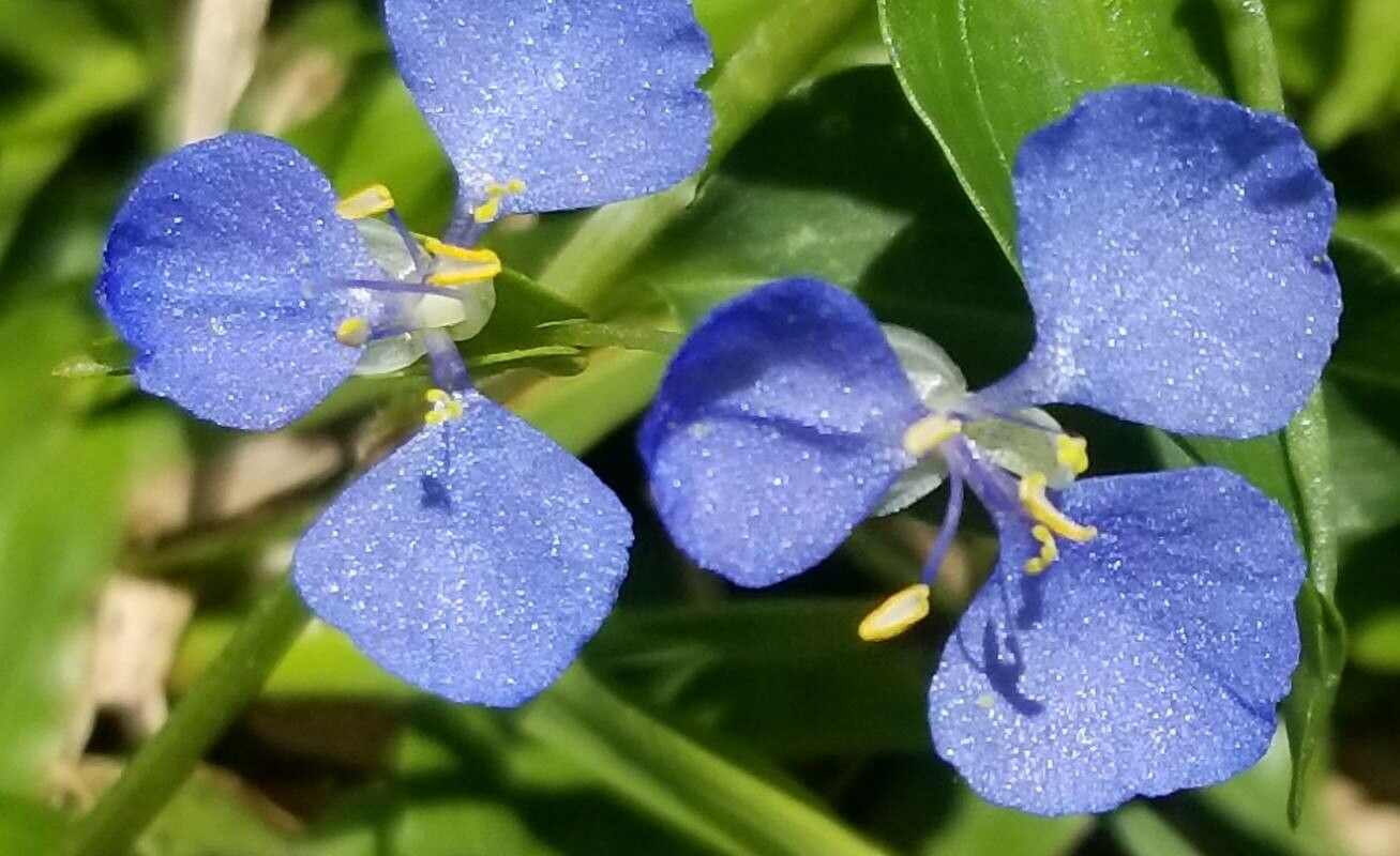 Commelina cyanea flower