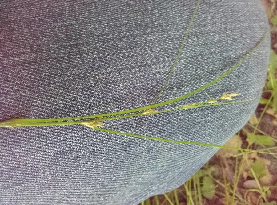 Carex remota flower