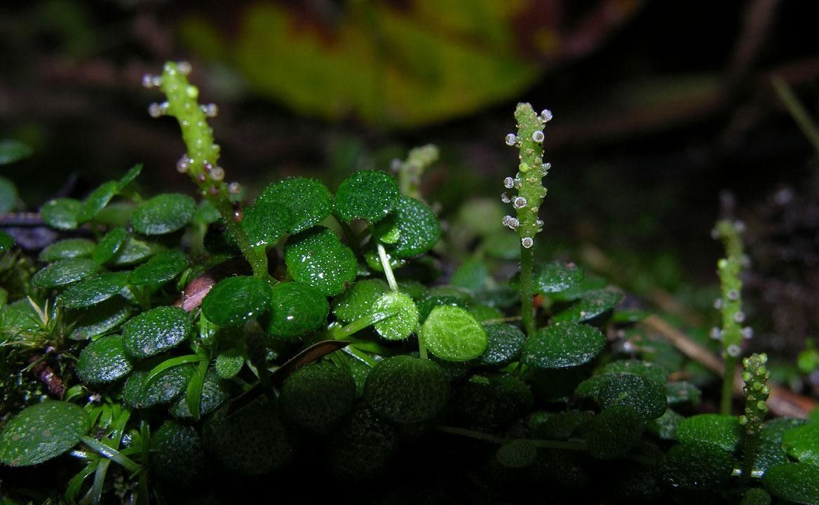 Peperomia emarginella — houseplant care guide