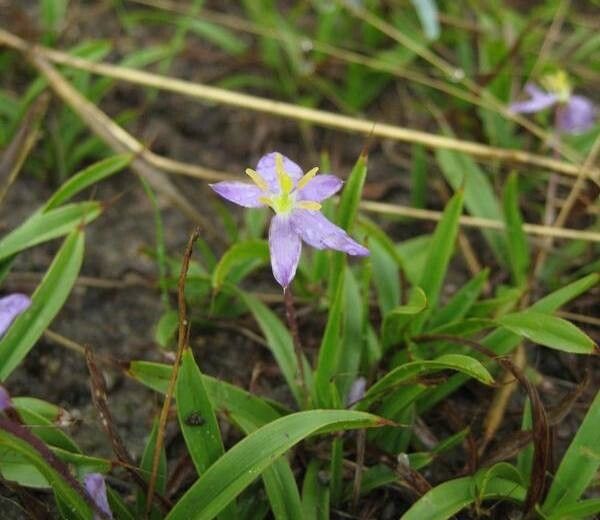 Xerophyta humilis — houseplant care guide