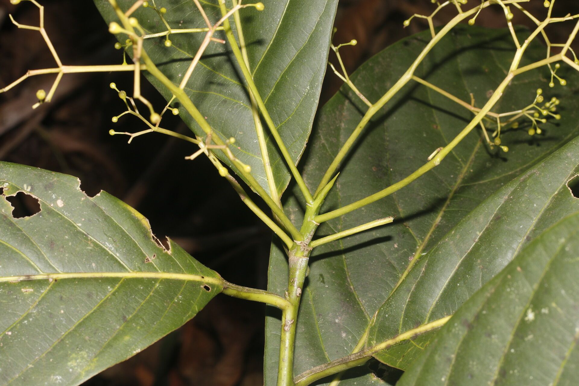 Beilschmiedia costaricensis — houseplant care guide