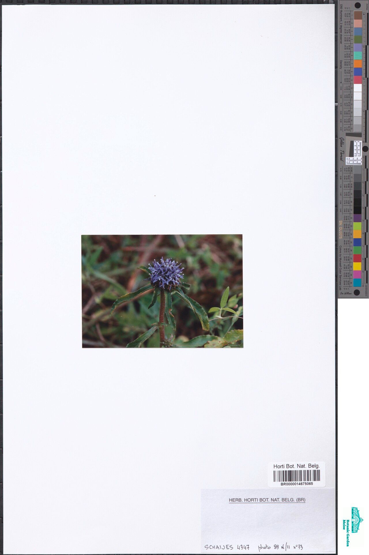 Wahlenbergia collomioides — houseplant care guide