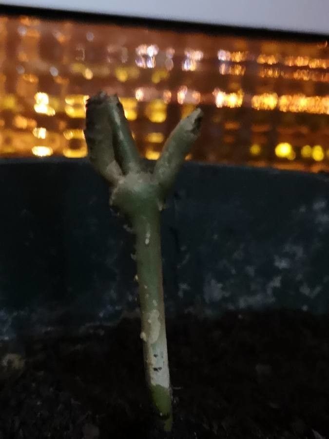 Jasminum polyanthum bark