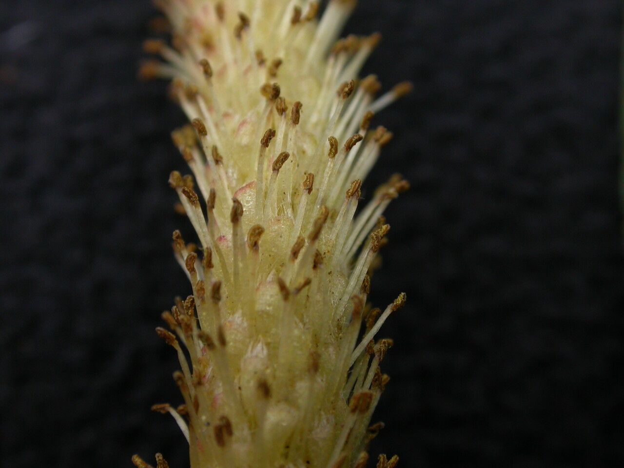 Salix daltoniana fruit