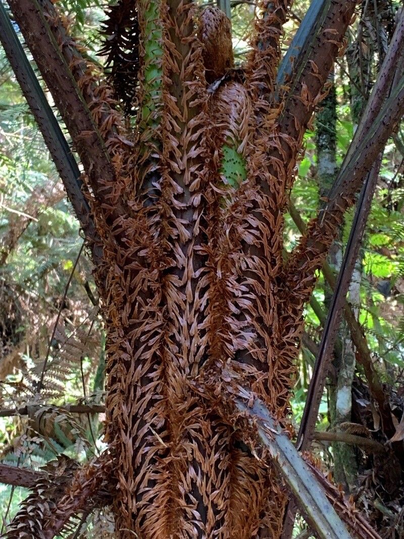 Cyathea phalerata bark