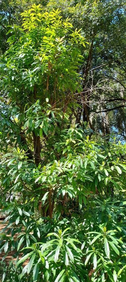 Pouteria gardneriana habit