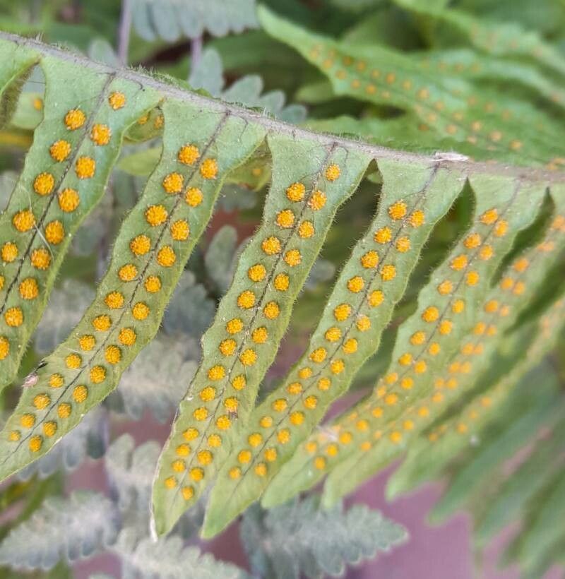 Serpocaulon lasiopus fruit