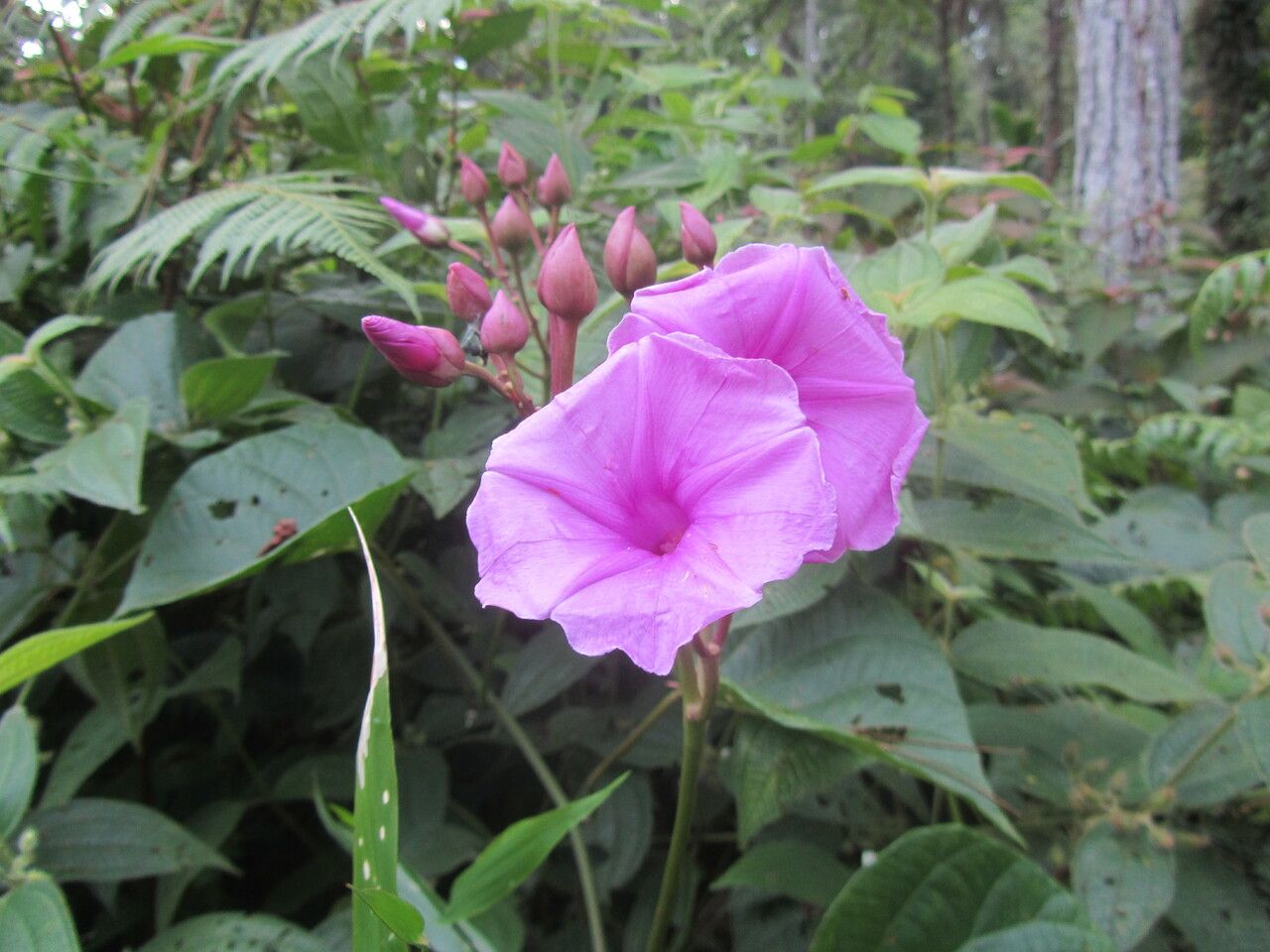 Ipomoea philomega flower
